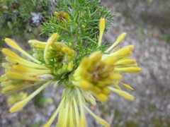 Petrophile serruriae