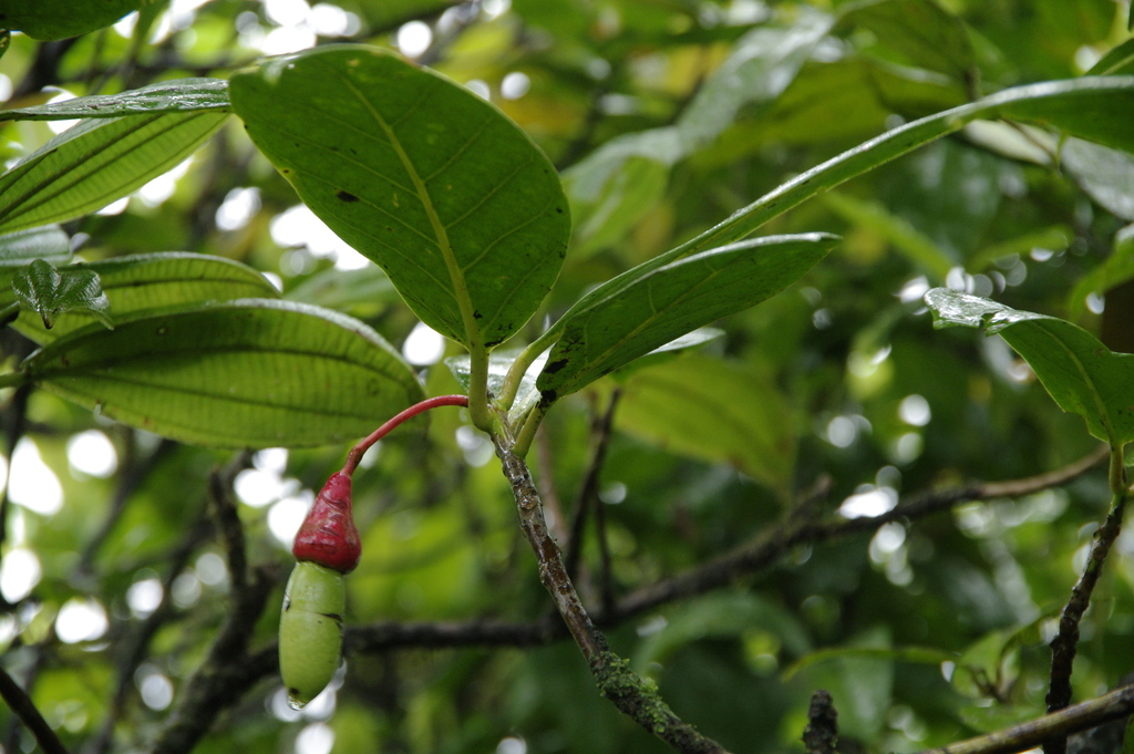 Ocotea dominicana