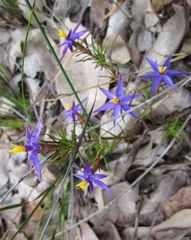Calectasia gracilis