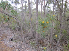 Banksia formosa
