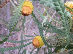 Banksia formosa
