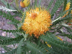 Banksia formosa