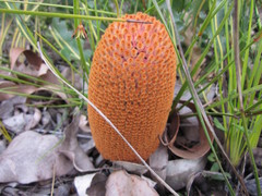 Banksia gardneri