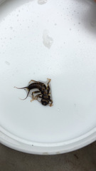 Hesperoperla pacifica