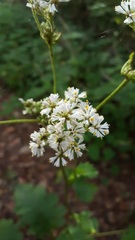 Psacalium amplifolium