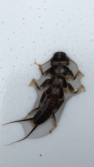 Hesperoperla pacifica