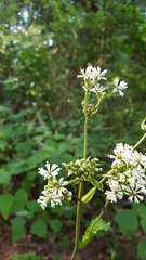 Psacalium amplifolium