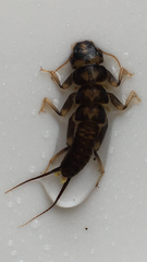 Hesperoperla pacifica