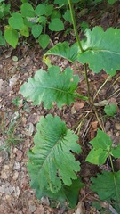 Psacalium amplifolium