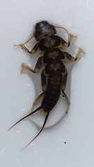 Hesperoperla pacifica