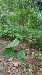 Psacalium amplifolium