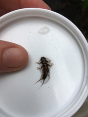 Hesperoperla pacifica