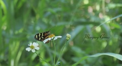 Mechanitis polymnia lycidice