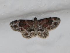 Eupithecia tricolorata