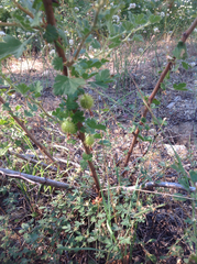 Ribes roezlii roezlii
