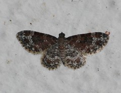 Eupithecia tricolorata