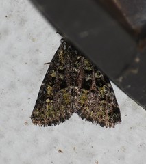 Paramiana smaragdina