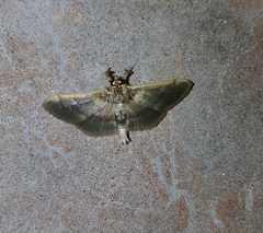 Apilocrocis brumalis