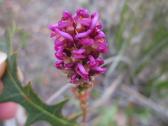 Grevillea quercifolia