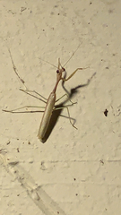 Stagmomantis