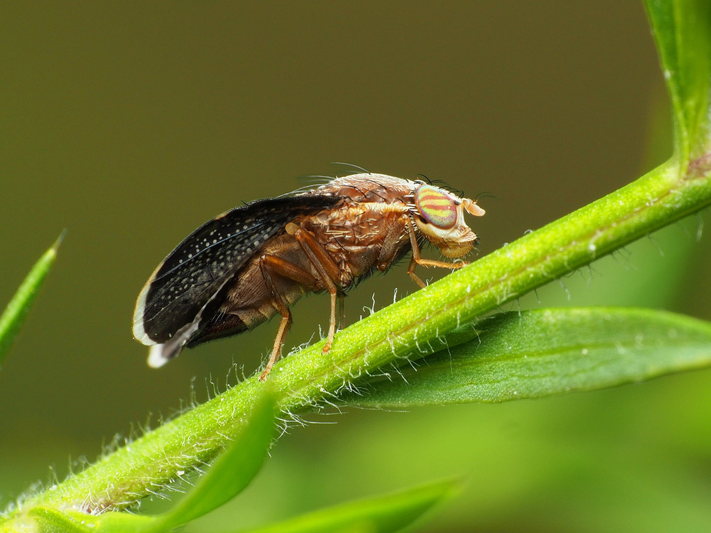 Eutreta novaeboracensis