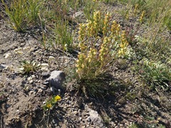 Pedicularis contorta