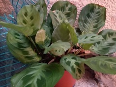 Maranta