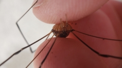 Phalangioidea
