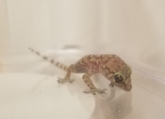 Hemidactylus turcicus