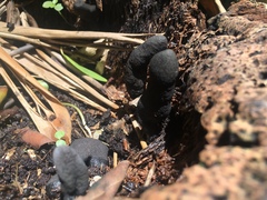 Xylaria polymorpha