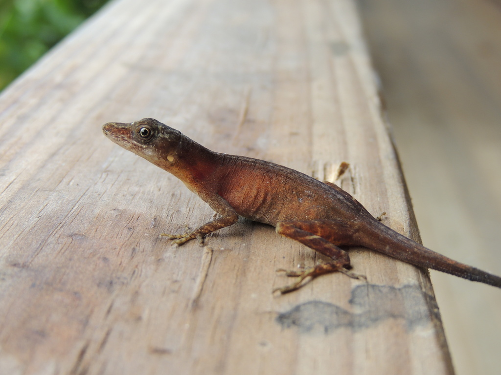 Cryptic Slender Anole