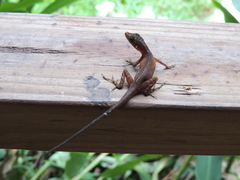 Anolis cryptolimifrons