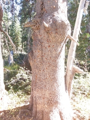 Dendroctonus