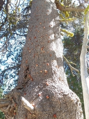 Dendroctonus