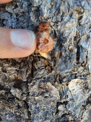 Dendroctonus
