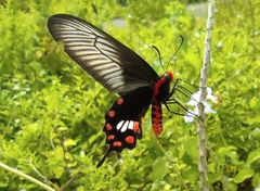 Pachliopta aristolochiae