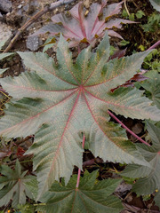 Ricinus communis
