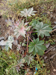 Ricinus communis