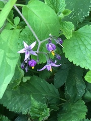 Solanum dulcamara
