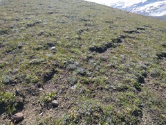 Pedicularis contorta