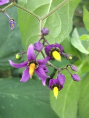 Solanum dulcamara