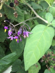 Solanum dulcamara