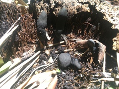 Xylaria polymorpha