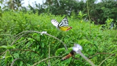Delias eucharis