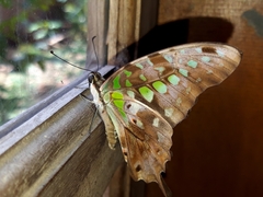 Graphium agamemnon