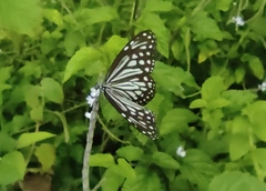 Parantica aglea