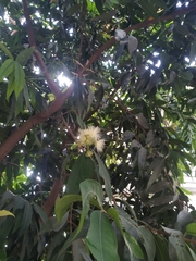 Syzygium aqueum