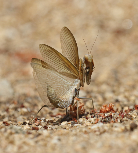European Mantis, photo 8 of 9