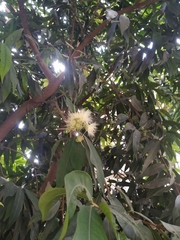 Syzygium aqueum