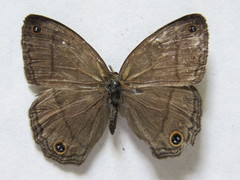 Cissia pompilia